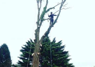 Felling trees