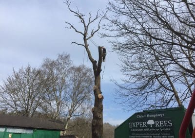 Tree Felling in surrey