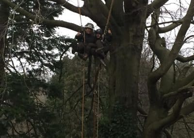 Tree Felling in surrey