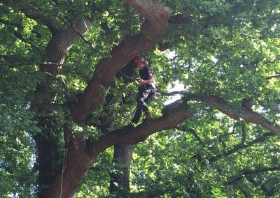 Tree Felling in surrey