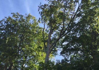 Tree Felling in surrey