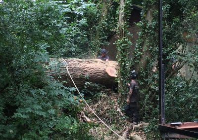 Tree Felling in surrey