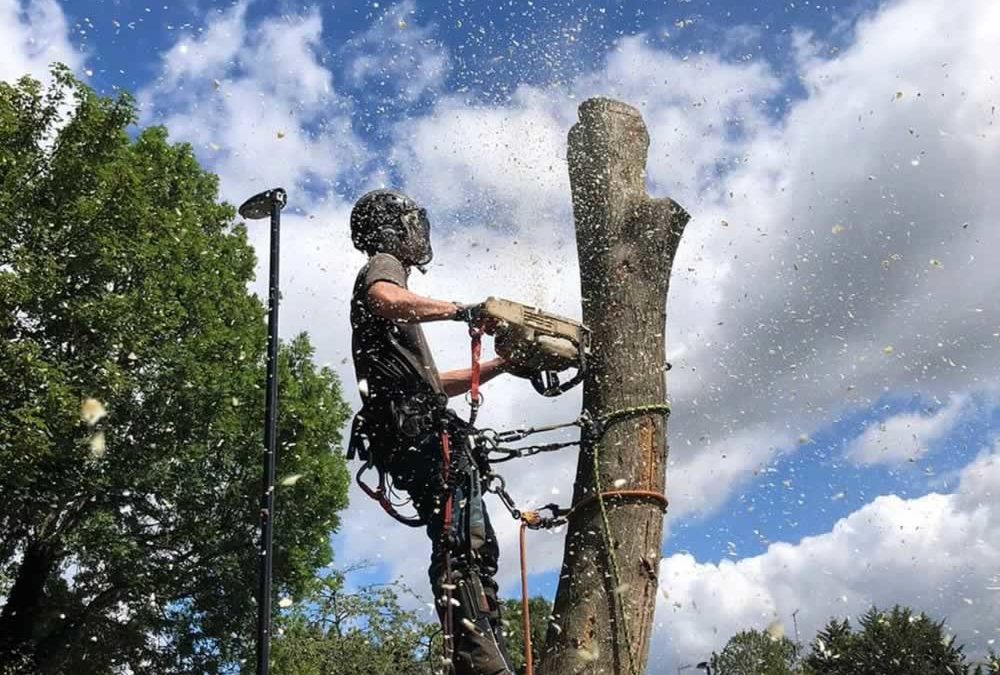 How Do Tree Surgeons Ensure Safety When They Work? 