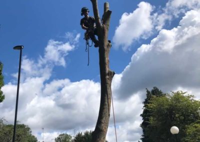 Jack chogging down dead Ash at a School in Coulsdon 2