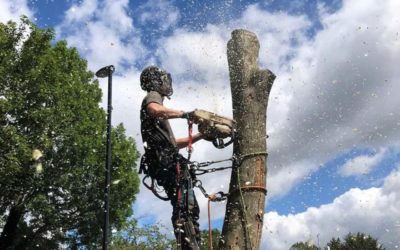 How Do Tree Surgeons Ensure Safety When They Work? 