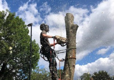 Jack chogging down a dead Ash tree at a School in Coulsdon, Surrey