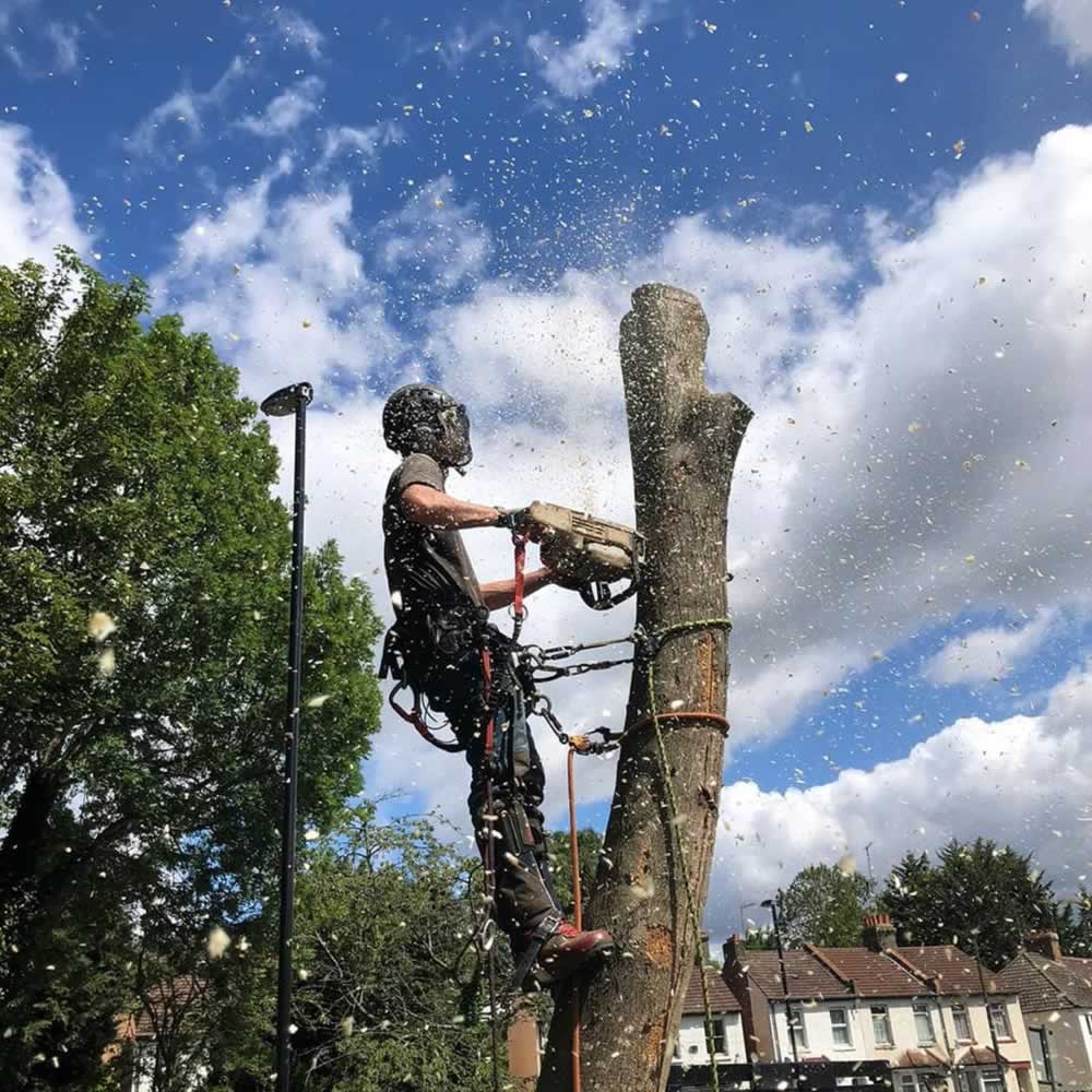 Jack chogging down a dead Ash tree at a School in Coulsdon, Surrey