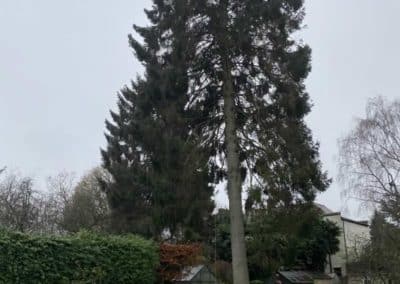 Norway Spruce Fell in Banstead Before.