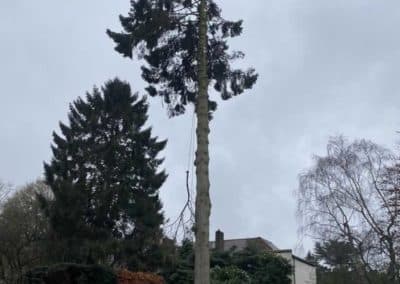 Norway Spruce Fell in Banstead