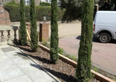Planting Italian Cypress 2