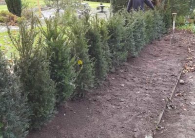 Planting a Yew hedge in Caterham