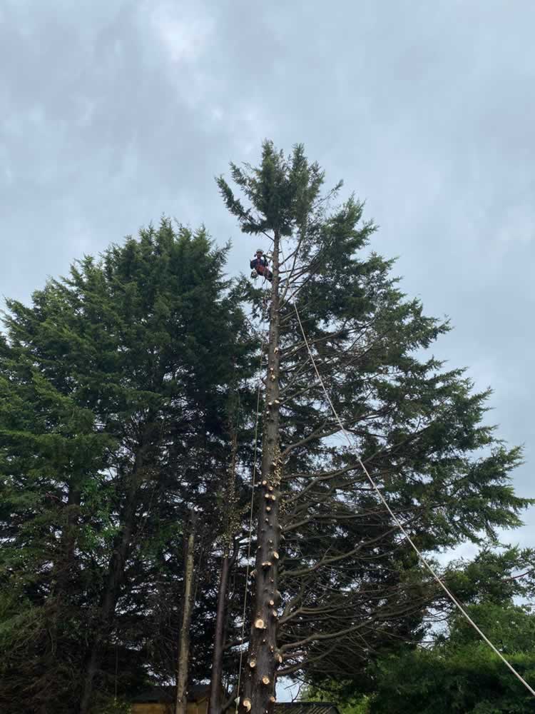 Robin Rigging large Conifer in Kenley