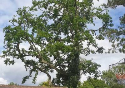 Robins Oak reduction in Bletchinley