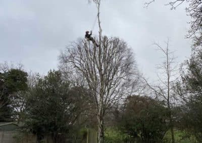 Silver Birch reduction in Claygate on 09.12.2020