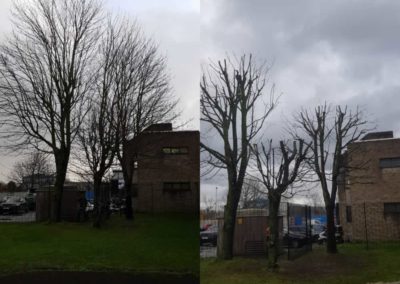 Sycamore tree crown reduction in Surrey - before and after