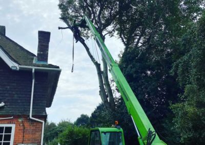 Using our telehandler to lower Walnut tree in Chipstead over a house.