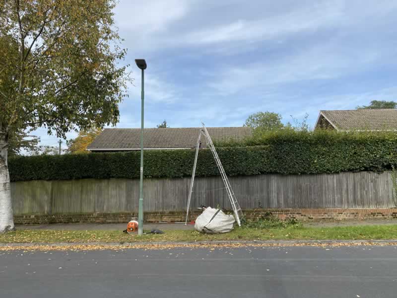 Hedge Trimming