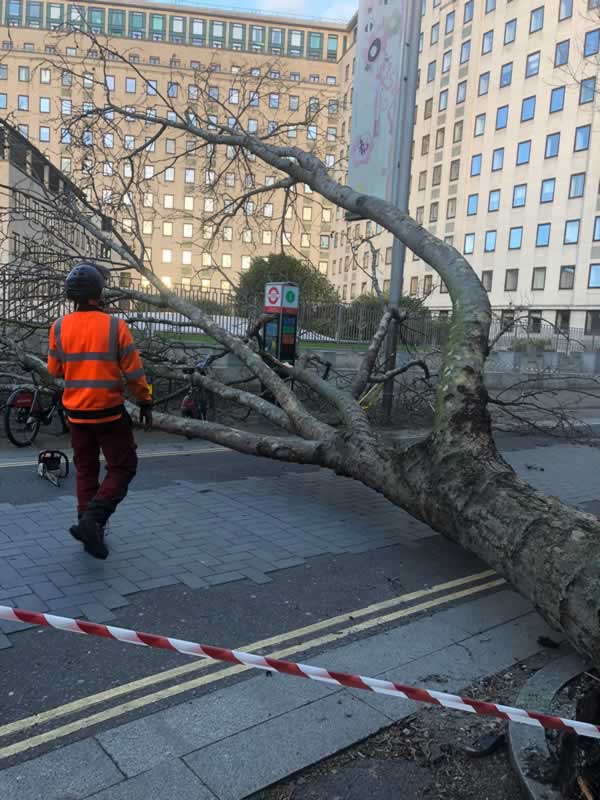 Emergency tree works