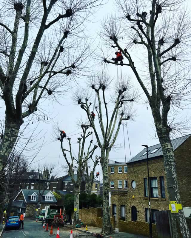 Tree Pruning