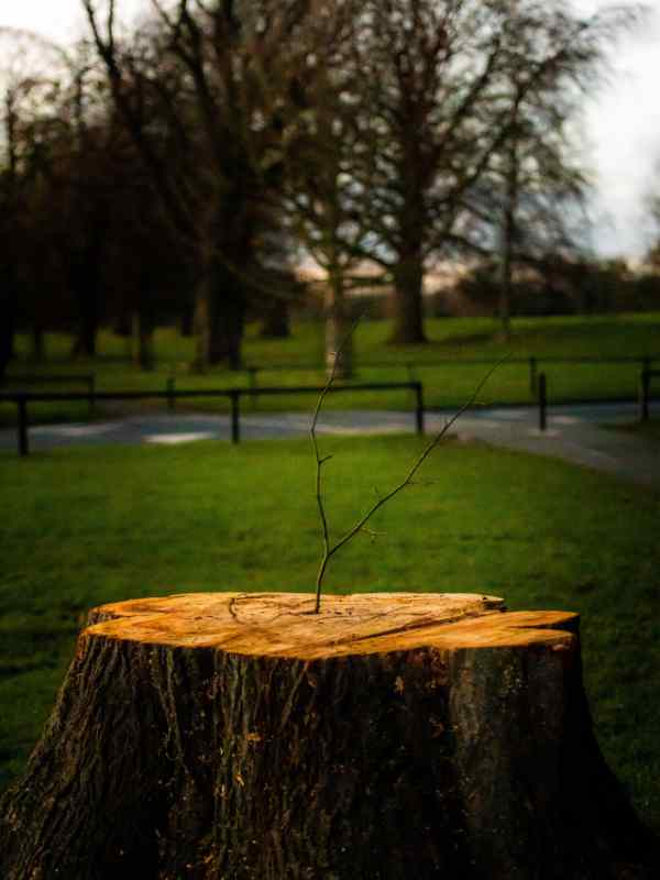 Stump Removal