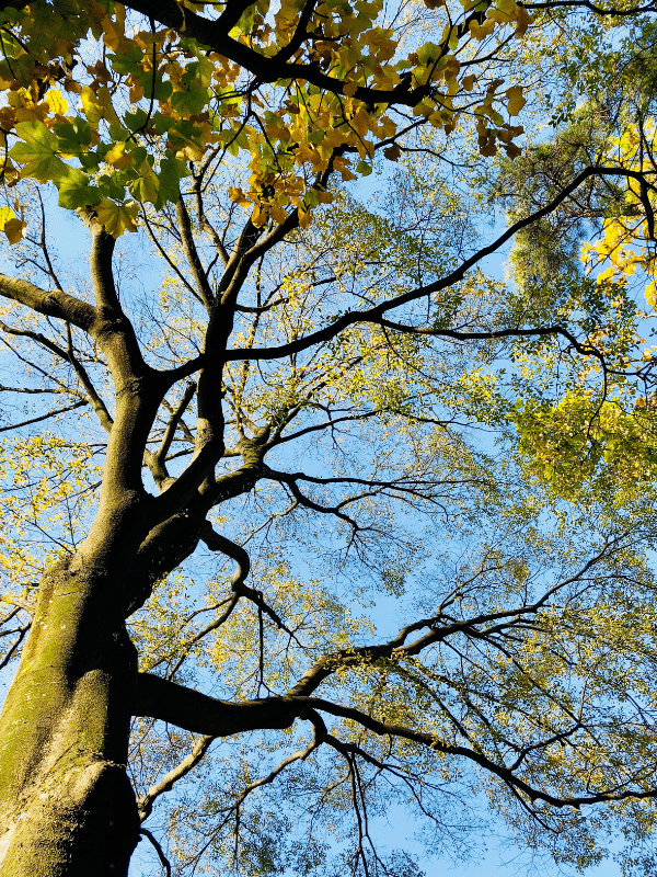 tree from underneath with blue sky