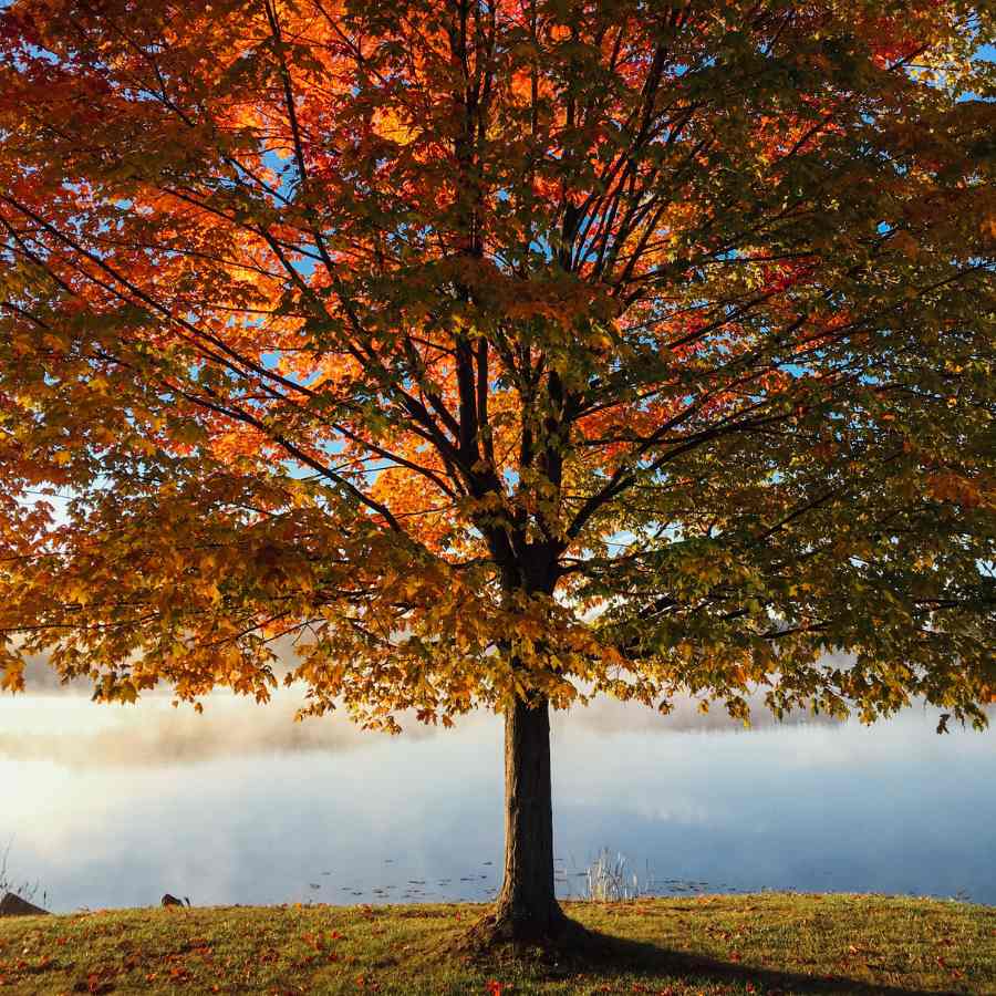 autumn tree in sunshine