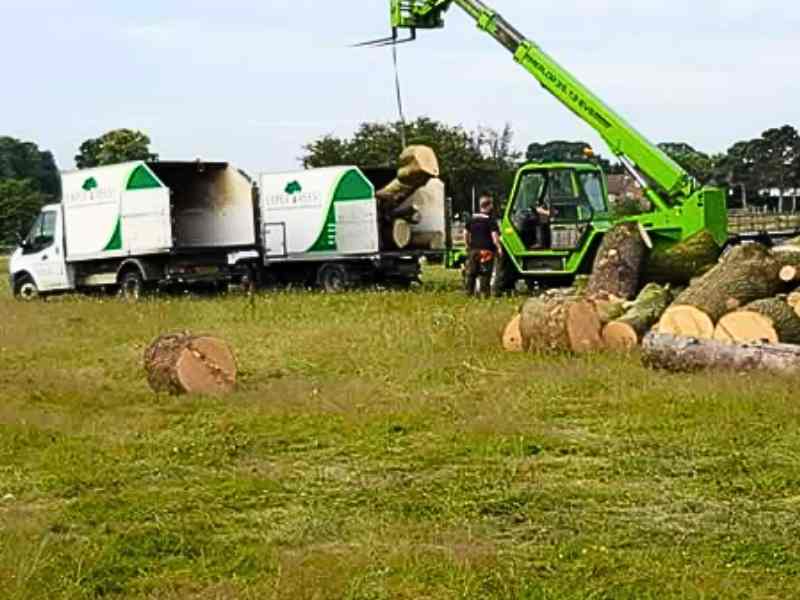 removing trees by surrey tree surgeons expertrees