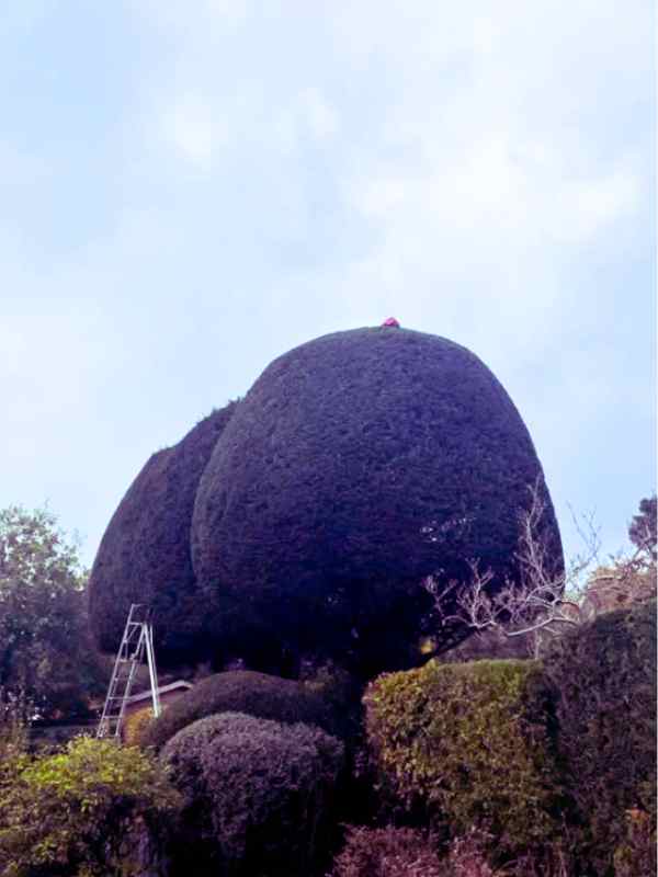 hedge trimming in banstead surrey 