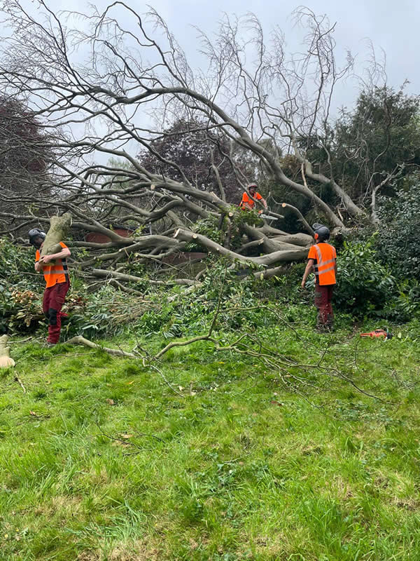 Garden clearance